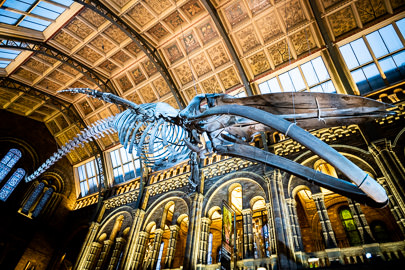 Event Photography at Natural History Museum London